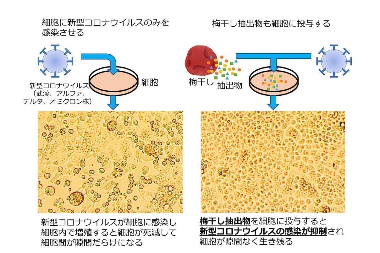 説明図